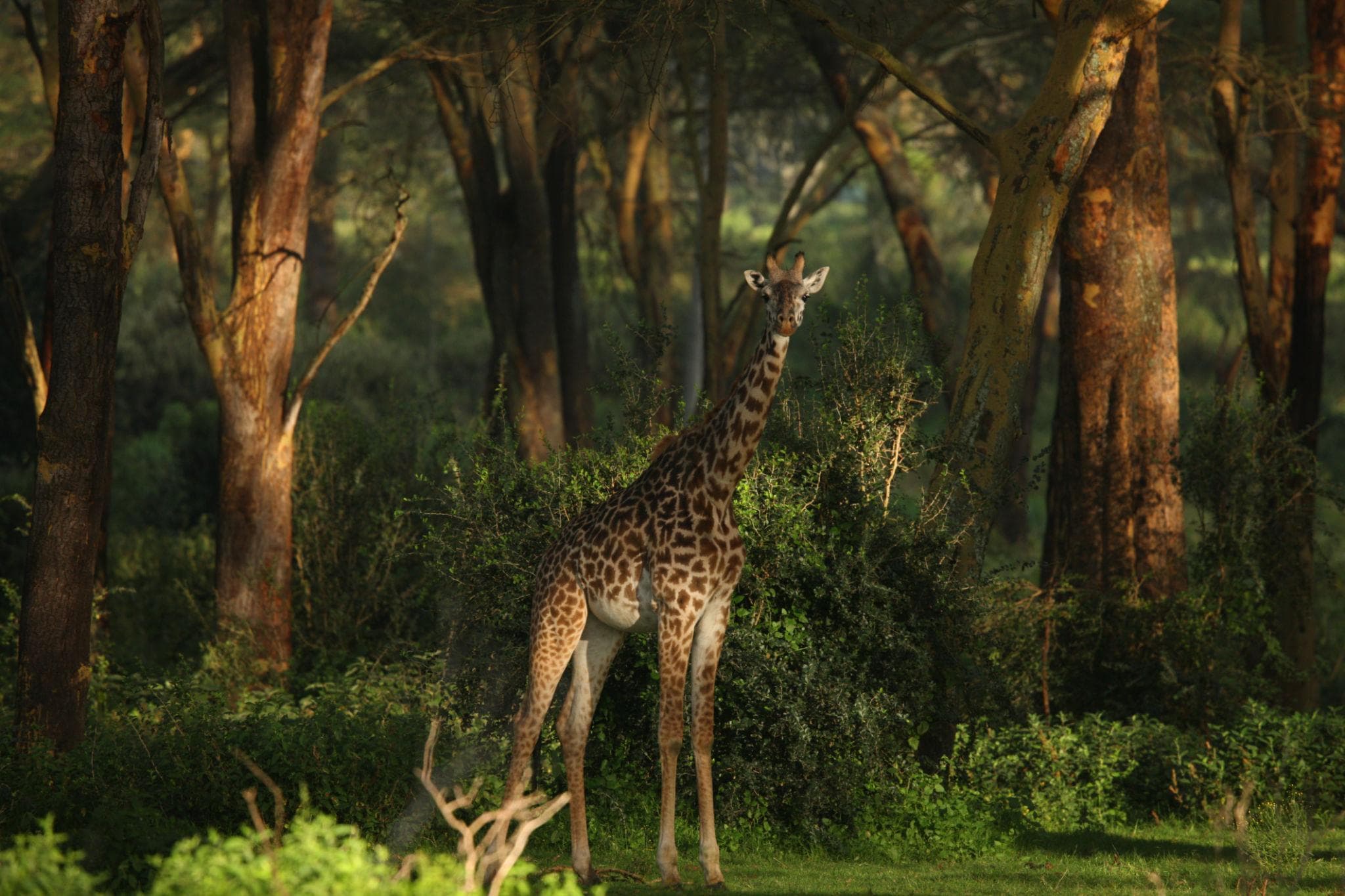 Giraffe moving across golden savanna beneath an acacia tree