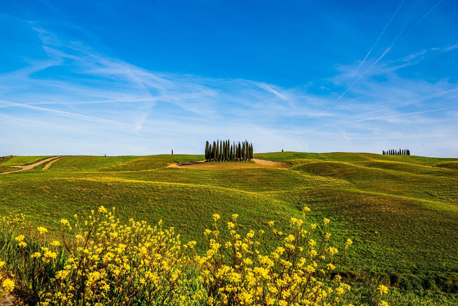 A cluster of tall cypress trees crowning a rolling green hill in Val d'Orcia under a clear blue sky
